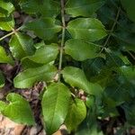 Zanthoxylum clava-herculis Hoja