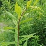 Solidago rugosaFlower