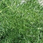 Ferula sadleriana Hábito