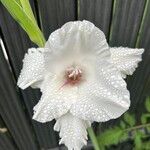 Gladiolus communisফুল