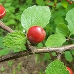 Prunus tomentosa Frucht