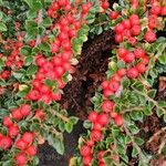 Cotoneaster horizontalisফল