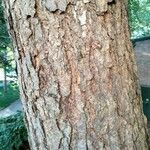 Betula nigra Кора