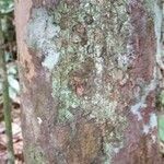 Swartzia guianensis 樹皮