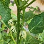 Solanum aethiopicum बार्क (छाल)