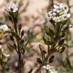 Lepidium graminifolium 果實