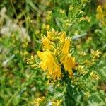 Genista tinctoriaΛουλούδι