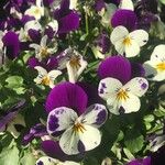 Viola × wittrockiana 花
