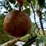 Xylocarpus granatum Fruit