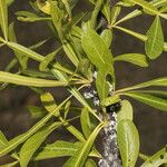 Crescentia alata Hoja