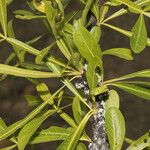 Crescentia alata Leaf