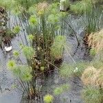 Cyperus papyrus Blad