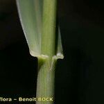 Sesleria argentea Rinde