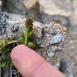 Asplenium marinum Fruit