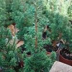 Juniperus chinensis Φύλλο