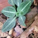 Goodyera pubescens Blatt