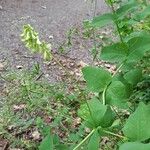 Vicia pisiformis Blüte