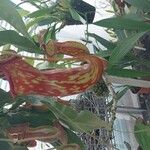 Nepenthes mirabilis Кветка