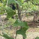 Passiflora biflora Leaf