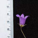 Campanula pallida Sonstige