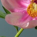 Paeonia mascula പുഷ്പം