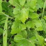 Pelargonium quinquelobatum Fuelha