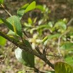 Ximenia americana Cvijet