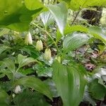 Polygonatum latifolium Květ