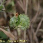 Anthyllis circinnata Fruit