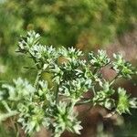 Scleranthus annuus Flower