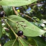 Kraussia floribunda Fruto