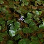 Pontederia diversifolia Blomst