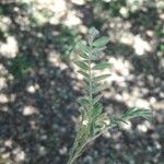 Astragalus sesameus Leaf