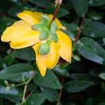 Hypericum × hidcoteense ফুল