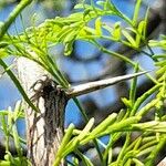Prosopis caldenia Прочее