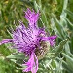 Centaurea uniflora 花