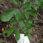 Anthonotha macrophylla Leaf