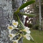 Rodriguezia bracteata Flors