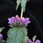 Phlomoides bracteosa Yeri