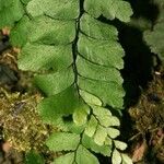 Adiantum diaphanum Blatt