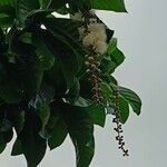 Barringtonia racemosa Blüte