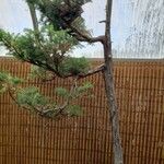 Juniperus rigida Хабит