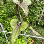 Dioscorea polystachya Hoja