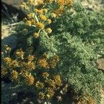 Lomatium mohavense Кветка