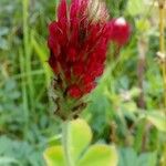 Trifolium incarnatum Flower