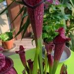 Sarracenia leucophylla 花