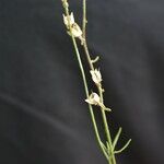 Linaria simplex Kukka