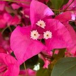 Bougainvillea spp. Blomma