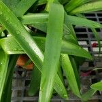 Nerine sarniensis Leaf