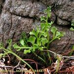 Asplenium cuneifolium Feuille